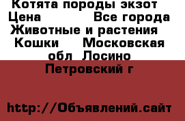 Котята породы экзот › Цена ­ 7 000 - Все города Животные и растения » Кошки   . Московская обл.,Лосино-Петровский г.